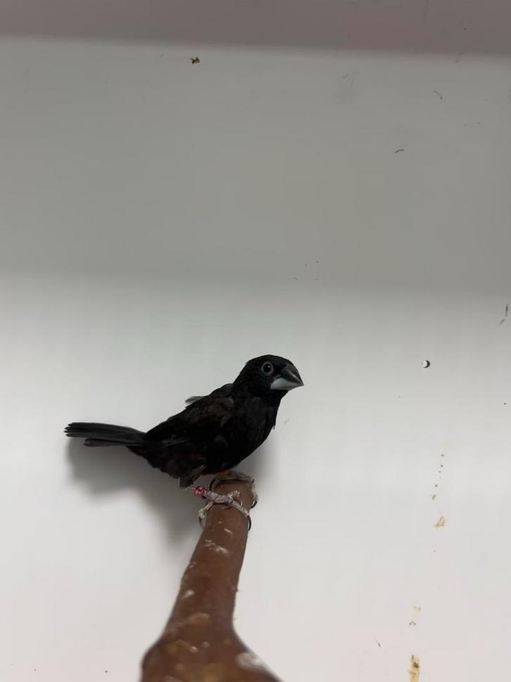 1-0 borneo bronzeman, Dieren en Toebehoren, Vogels | Overige Vogels, Tropenvogel, Mannelijk