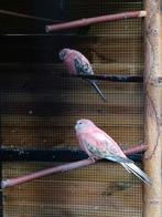 Bourke parkiet koppel, Dieren en Toebehoren, Vogels | Parkieten en Papegaaien, Meerdere dieren, Parkiet