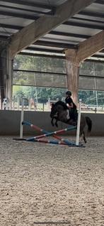 Verzorg pony gezocht/ bijrijder/ verzorger aangeboden, Dieren en Toebehoren, Paarden en Pony's | Verzorgingsproducten, Ophalen