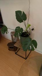 Monstera, Huis en Inrichting, Ophalen, Halfschaduw, Minder dan 100 cm