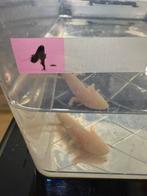 Baby axolotl roze/wit albino- laatste stuks!, Dieren en Toebehoren, Amfibie, 0 tot 2 jaar