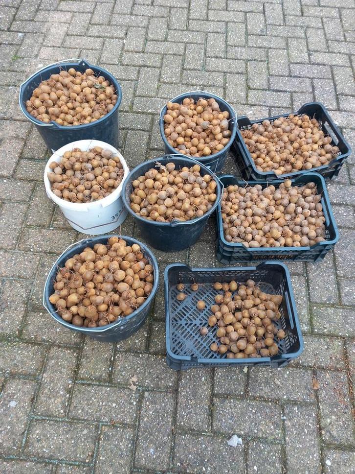 Hollandse KIWI'S 100% biologisch, Diversen, Levensmiddelen, Ophalen