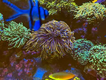 New york knicks torch koraal / euphyllia beschikbaar voor biedingen