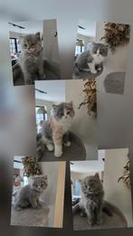 5 prachtige gezonde brits langhaar kittens, Meerdere dieren, Gechipt, 0 tot 2 jaar