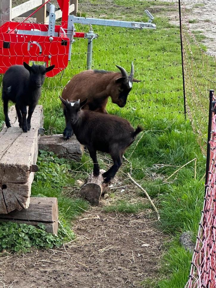 dwerggeitjes 2 vrouwtjes en 1 hamel (gecastreerde bok), Dieren en Toebehoren, Schapen, Geiten en Varkens, Geit, Vrouwelijk