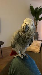 Handtamme grijzeroodstaart, Dieren en Toebehoren, Vogels | Parkieten en Papegaaien, Vrouwelijk, Papegaai