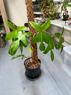 Philodendron Florida Ghost mint, Huis en Inrichting, Kamerplanten, Overige soorten, Minder dan 100 cm, Halfschaduw, Ophalen
