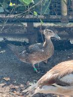 Carolina eend, Dieren en Toebehoren, Pluimvee, Geslacht onbekend, Eend