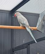 Zeehaar zoekt een huisje! (Halsbandparkiet), Dieren en Toebehoren, Vogels | Parkieten en Papegaaien, Geslacht onbekend, Parkiet