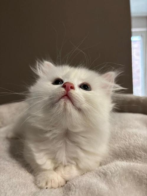 Laatste 2   prinsesjes, Dieren en Toebehoren, Katten en Kittens | Overige Katten, Kortharig, Poes, 0 tot 2 jaar