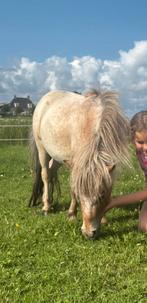 Super lieve merrie shetlander, Dieren en Toebehoren, Pony's, Merrie, A pony (tot 1.17m)