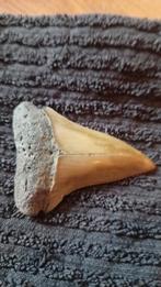 Carcharodon hastalis haaientand, Verzamelen, Mineralen en Fossielen, Ophalen of Verzenden