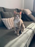 Lieve poes Lilly zoekt een liefdevol thuis, Poes