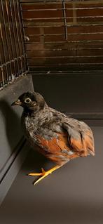 Darth vader Kwartel haantjes, Dieren en Toebehoren, Mannelijk