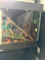 Terrarium met 3d achterwand, Ophalen of Verzenden, Zo goed als nieuw