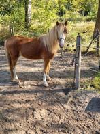 Leuke welsh bijna 2 1/2 jaar, Dieren en Toebehoren, Ruin, A pony (tot 1.17m), 3 tot 6 jaar