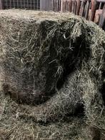 kuilgras/hooi mini balen, Dieren en Toebehoren, Schaap