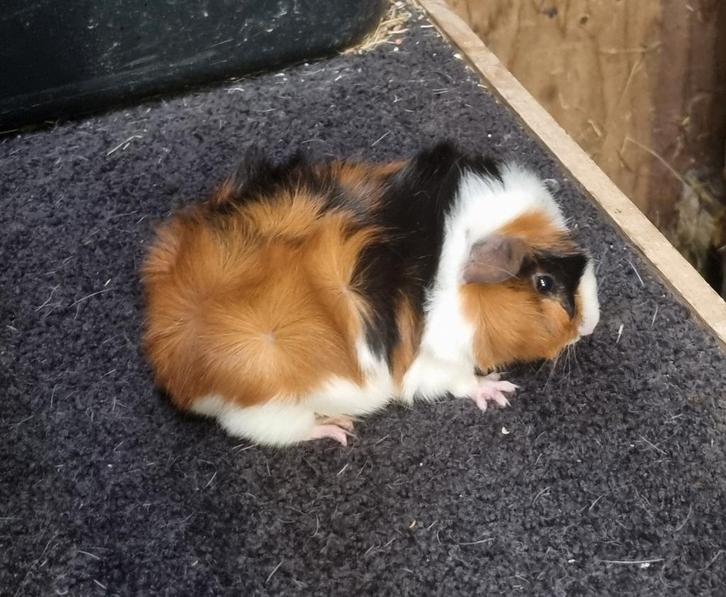 Cavia zeugjes Borstelhaar en Gladhaar van showfokker, Dieren en Toebehoren, Knaagdieren, Vrouwelijk, Cavia, Oktober, Tam