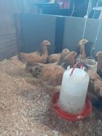 Kippen en hanen columbia buff brahma's, Dieren en Toebehoren, Pluimvee, Meerdere dieren, Kip