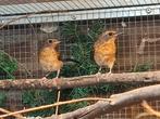 Schamalijsters, Dieren en Toebehoren, Vogels | Overige Vogels, Mannelijk, Tropenvogel, Geringd