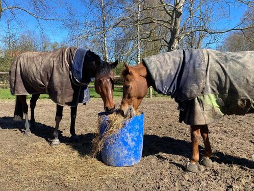 Paardenverzorger gezocht, Diensten en Vakmensen, Dieren | Paarden | Verzorging, Oppas en Les, Verzorging of Verzorgpony's