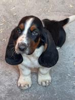 Basset hound pup te koop, Dieren en Toebehoren, 15 weken tot 1 jaar, Reu, Eén hond, Nederland