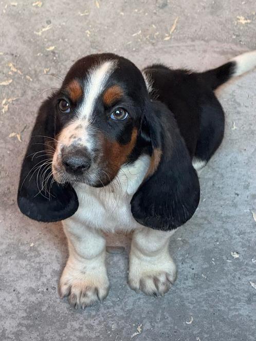 Basset hound pup te koop, Dieren en Toebehoren, Honden | Beagles, Bassets en Lopende honden, Reu, Particulier, Eén hond, Nederland