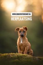 Herplaatsing, pup, puppie hond, honden, baasje, nieuw thuis, Dieren en Toebehoren, 15 weken tot 1 jaar, Meerdere, Meerdere dieren