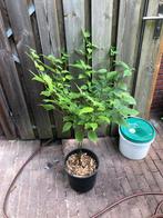 Kornoelje, Tuin en Terras, Planten | Tuinplanten, Ophalen, Overige soorten, Volle zon