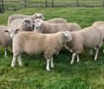 prachtige Dekrammen Zwoegervrij, Dieren en Toebehoren, Schapen, Geiten en Varkens, Mannelijk, Schaap, 0 tot 2 jaar