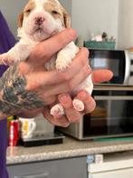 Boompoo - mini doodel pups, Overige rassen, Meerdere, Meerdere dieren, Nederland