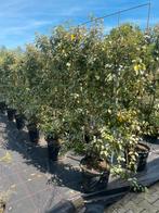 Olijfwilg Elaeagnus haagelement 180 cm hoog nu euro 110,-., Ophalen of Verzenden, Overige soorten, Haag, 100 tot 250 cm