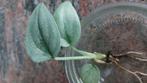 Scindapsus silver hero, Ophalen of Verzenden, Overige soorten, Minder dan 100 cm