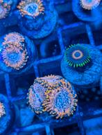 Zoanthus Utter Chaos, Dieren en Toebehoren, Vissen | Aquariumvissen, Vis