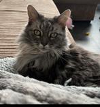 Vermist Maine Coon in Amersfoort, wijk Schothorst, Poes