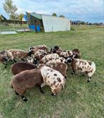 Best koppel bonte ooi lammeren, Dieren en Toebehoren, Meerdere dieren, Schaap