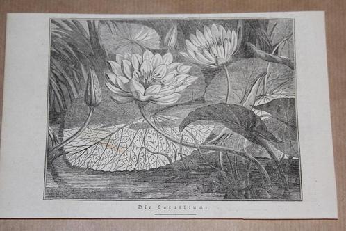 Antieke botanische prent - Lotusbloem - 1834 !!, Verzamelen, Foto's en Prenten, Gebruikt, Prent, Voor 1940, Ophalen of Verzenden