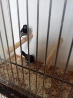 Mooie koppel bronzenmannen, Dieren en Toebehoren, Meerdere dieren