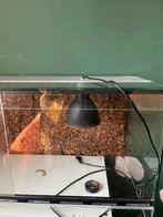 Terrarium met warmtelamp en thermometer, Ophalen, Gebruikt, Terrarium of Paludarium