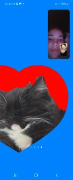 Kater Ragdoll, Dieren en Toebehoren, Katten en Kittens | Raskatten | Langhaar, Kater, Gechipt, 0 tot 2 jaar