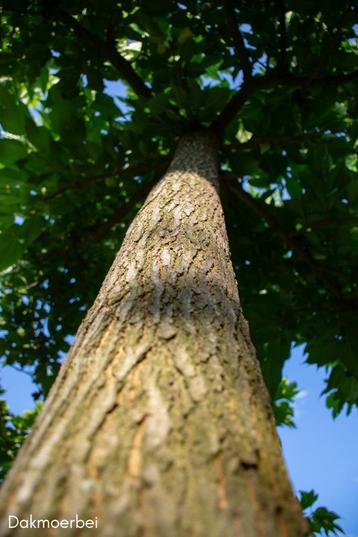 leibomen en dakbomen  beschikbaar voor biedingen