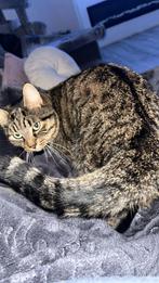 Nieuw huisje gezocht voor kater, Dieren en Toebehoren, Katten en Kittens | Overige Katten, Kater, Kortharig, 3 tot 5 jaar
