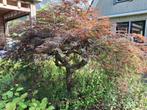 Japanse esdoorn, Ophalen, Halfschaduw, Overige soorten, Lente