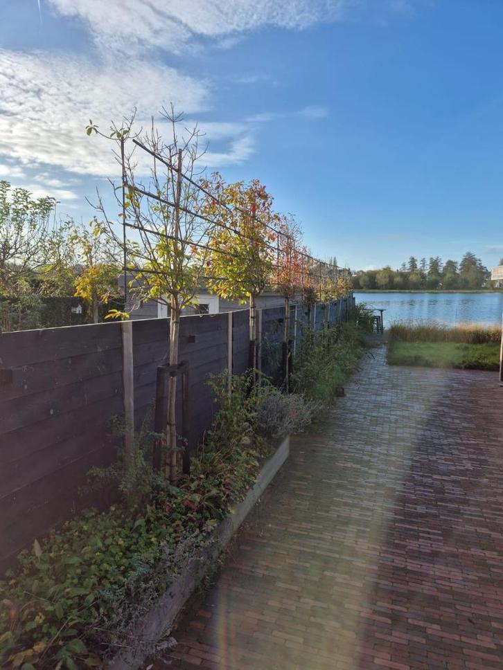 Photinia fraseri 'Red Robin' (Glansmispel), Tuin en Terras, Planten | Bomen, Overige soorten, 250 tot 400 cm, Halfschaduw, Lente