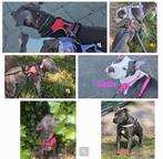 ❗️Laatste reu Raszuiver Amerikaanse Stafford pup❗, Dieren en Toebehoren, Honden | Jack Russells en Terriërs, Parvo, 8 tot 15 weken