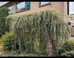 Mooie Treurboom voor de Tuin, Bloeit niet, Treurboom, 250 tot 400 cm, Ophalen