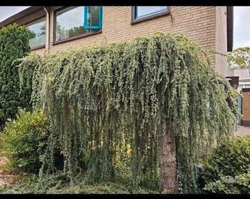 Mooie Treurboom voor de Tuin beschikbaar voor biedingen