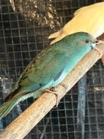 Kakariki geringd ontwormd ook koppels, Dieren en Toebehoren, Meerdere dieren, Parkiet, Geringd