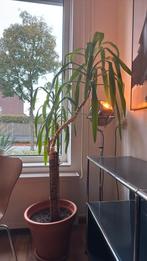 Grote binnen yucca plant in pot, Ophalen, In pot, Halfschaduw, 150 tot 200 cm