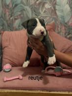 Prachtig nestje American Bully xl 4 weken met stamboom!, Dieren en Toebehoren, Overige rassen, 8 tot 15 weken, Meerdere, Meerdere dieren